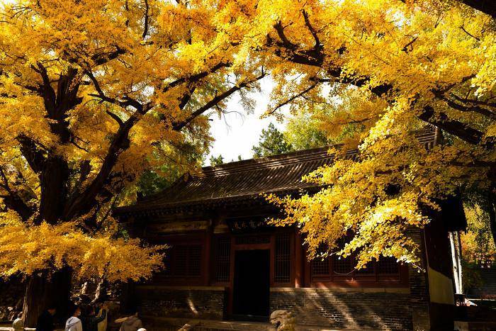 圖話丨太原晉祠五百年銀杏古樹秋韻十足_王瓊祠_時節_走邊