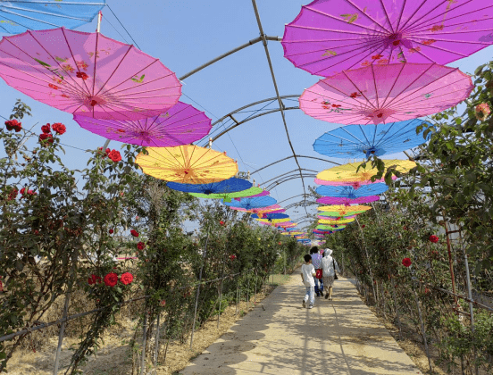 廬江天鳴花海採摘,團隊拓展,大鍋灶精彩繼續~_遊客_活動_獼猴桃