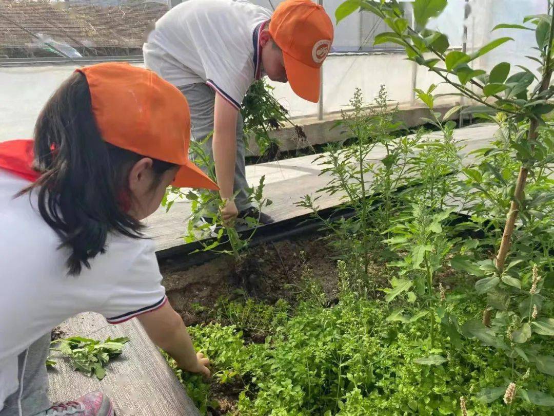 据浦汇小学德育主任赵春花介绍,同学们不仅学习手工,花卉移植这些技巧