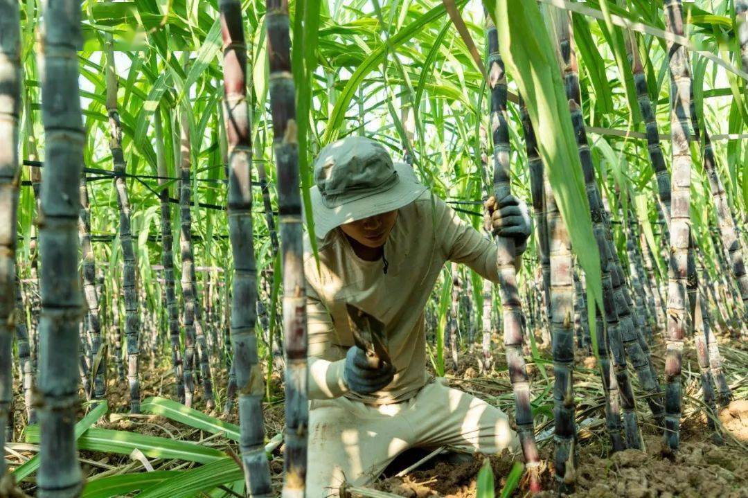 豐收到 村民笑_種植_甘蔗_龍石鎮