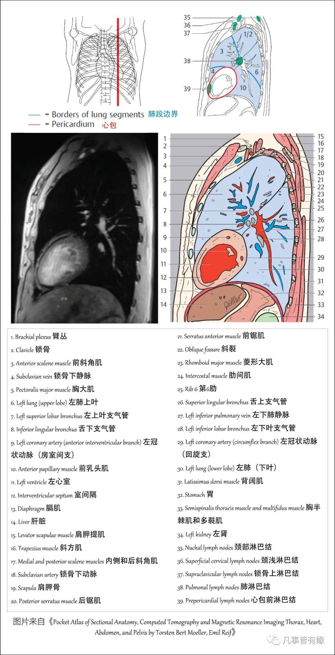 【保藏】胸部的断层剖解