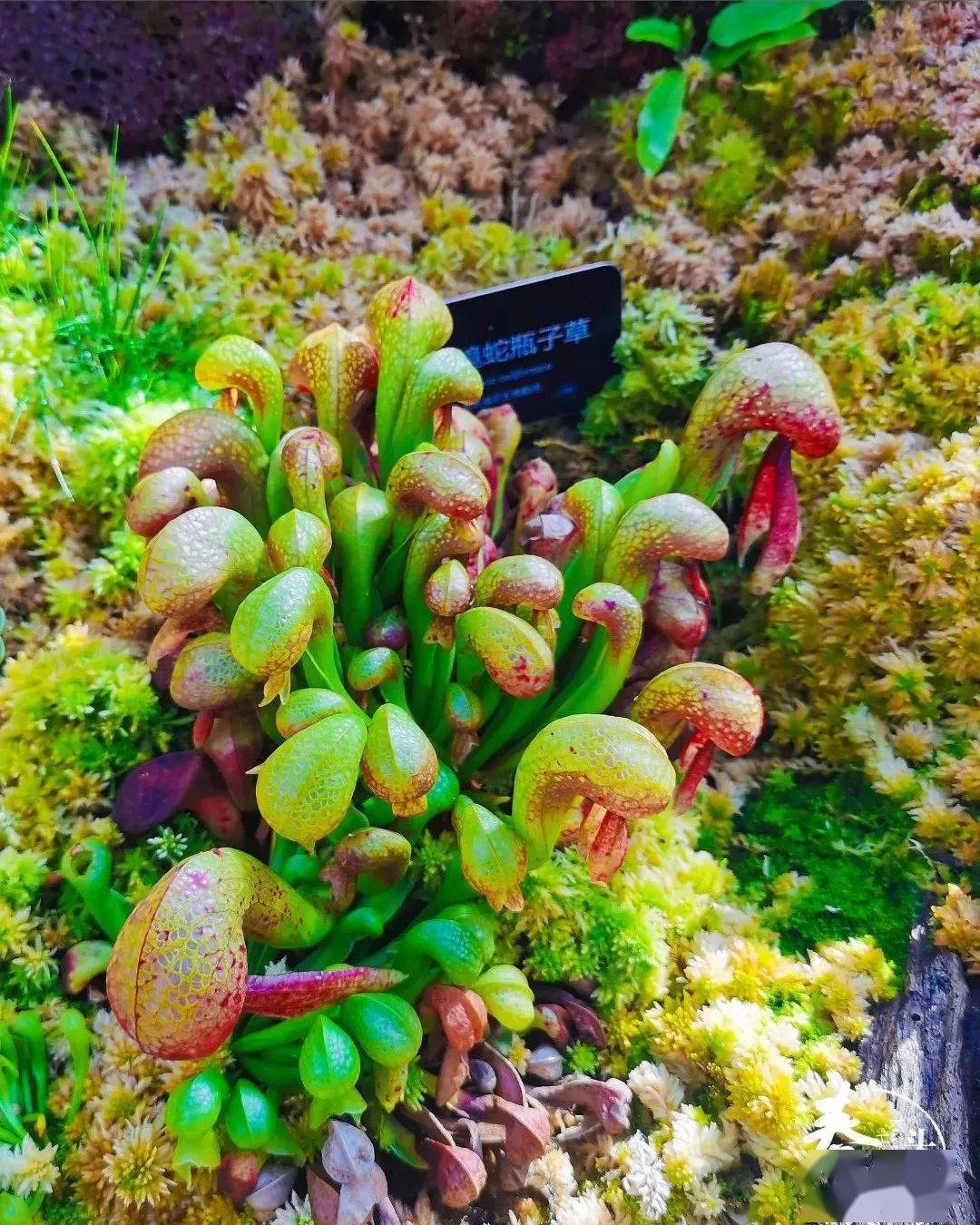 花园般,主体温室里面种类繁多可以让你体验云南植物王国的物种多样性