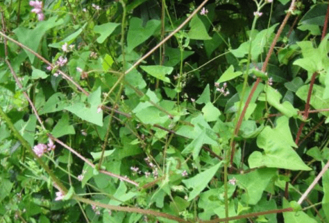 這種野草我們叫它