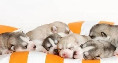 狗狗六种睡姿大揭秘，看看你家狗子睡成什么狗样！（狗的睡姿是什么样的）