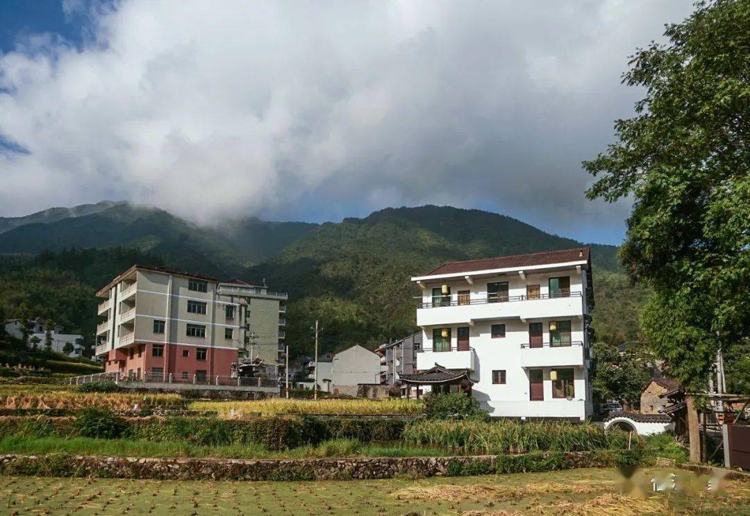 青田:中国田鱼村风貌_稻田_鄱阳_石雕