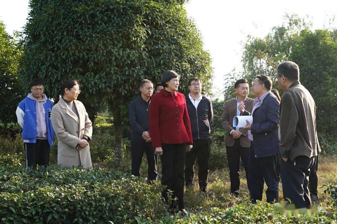 李伦华到渔洋关镇调研茶产业项目_五峰_资源_种质