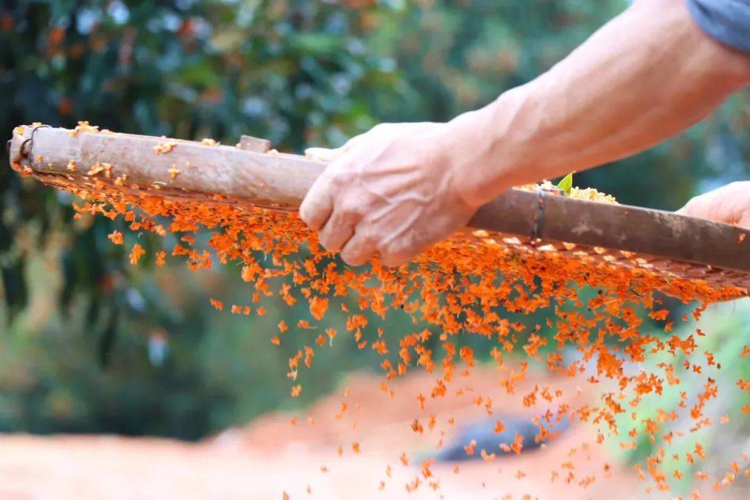 添加, 馥郁香甜守护秋季香甜——浦城桂花蜜『蒲城糖酿桂花酱』不如让