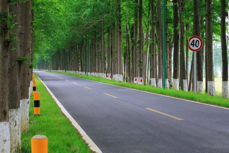 安徽"四好农村路"上跑起了"致富直通车"_大道_乡村_水杉