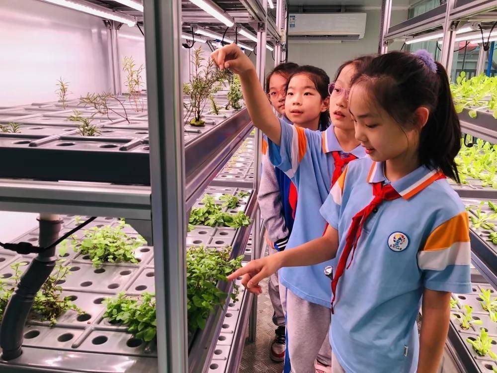 还在"植物工厂"认真观察鱼菜共生,精心培育无土栽培植物,体会农业科技