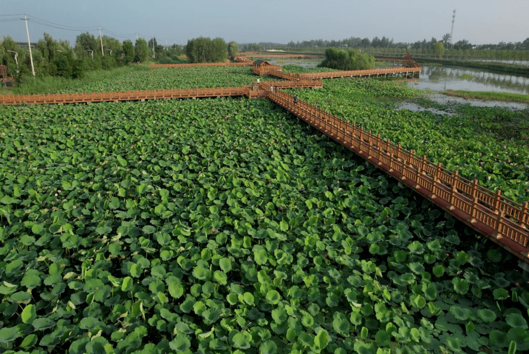 曹县湿地公园管理处图片