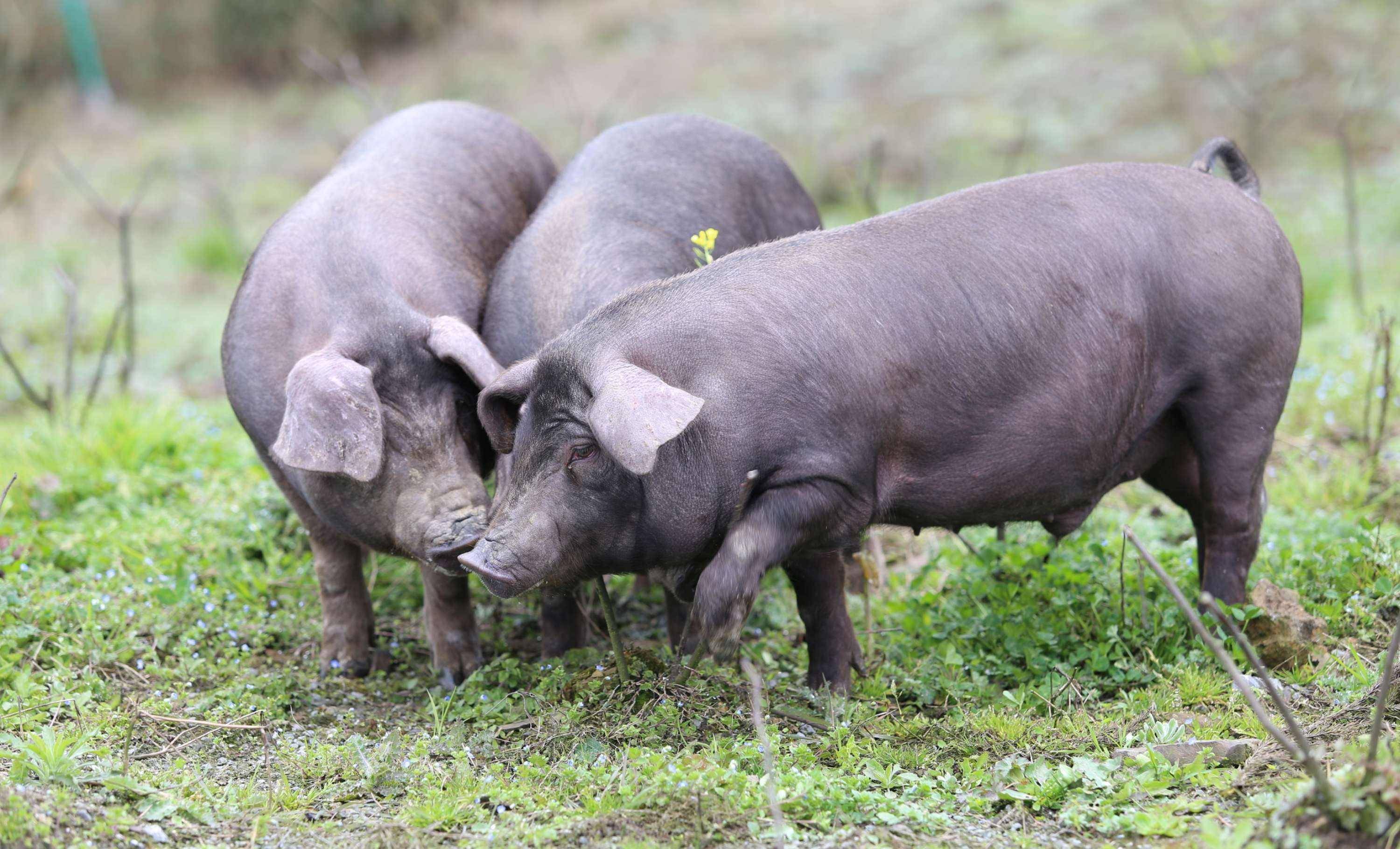 全球有300多种猪,单单中国就有125种,而地方种猪就有8