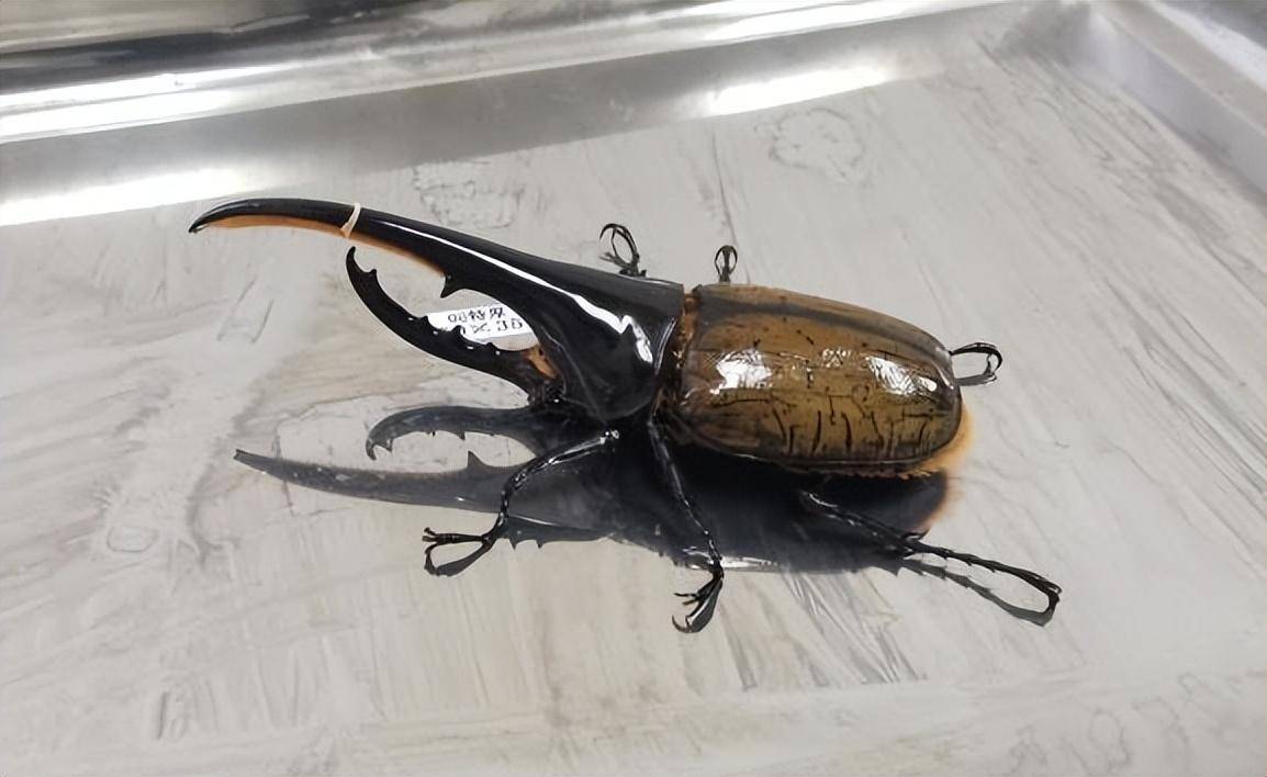 北京海关查获一只活体长戟犀金龟,会根据湿度变色,令科学界关注_甲虫