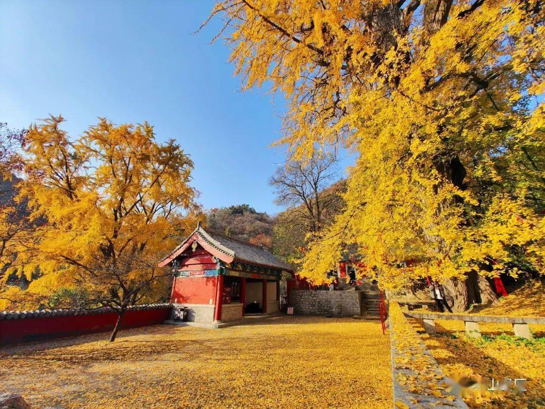泰山玉泉寺|千年银杏黄满枝,又到最美赏叶时_景区_时节_满目