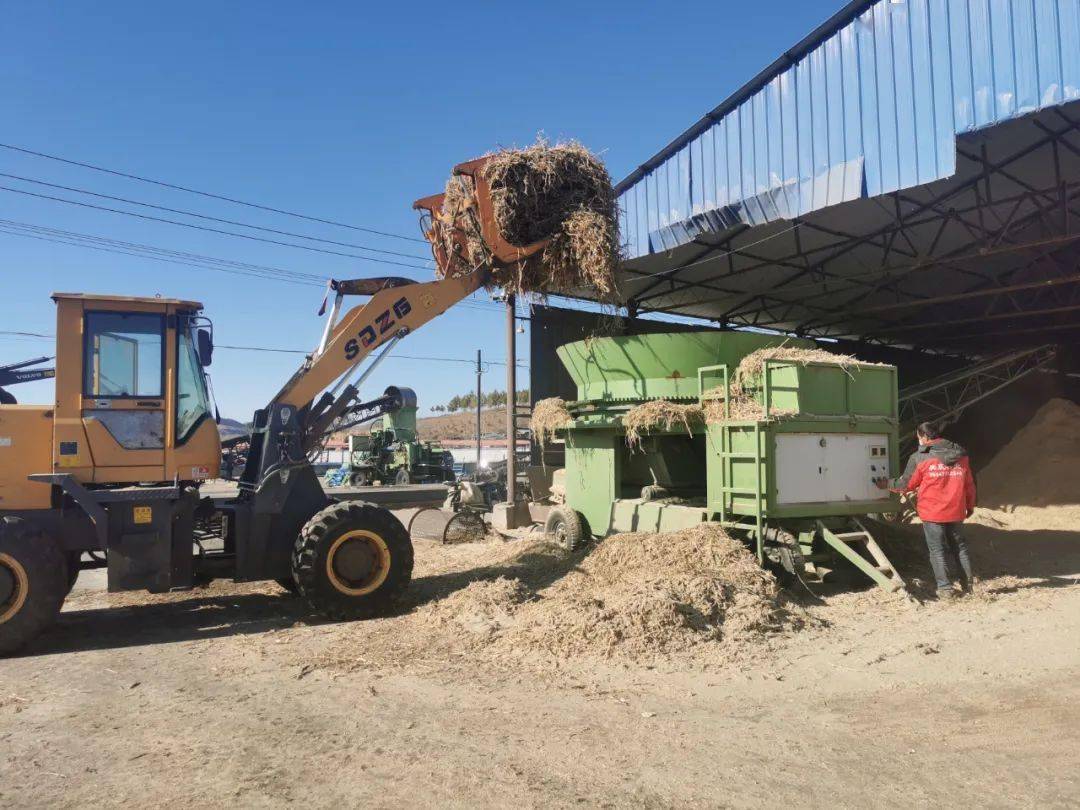 走进位于中和镇红星村的内蒙古旺隆农牧业有限责任公司的秸秆加工厂