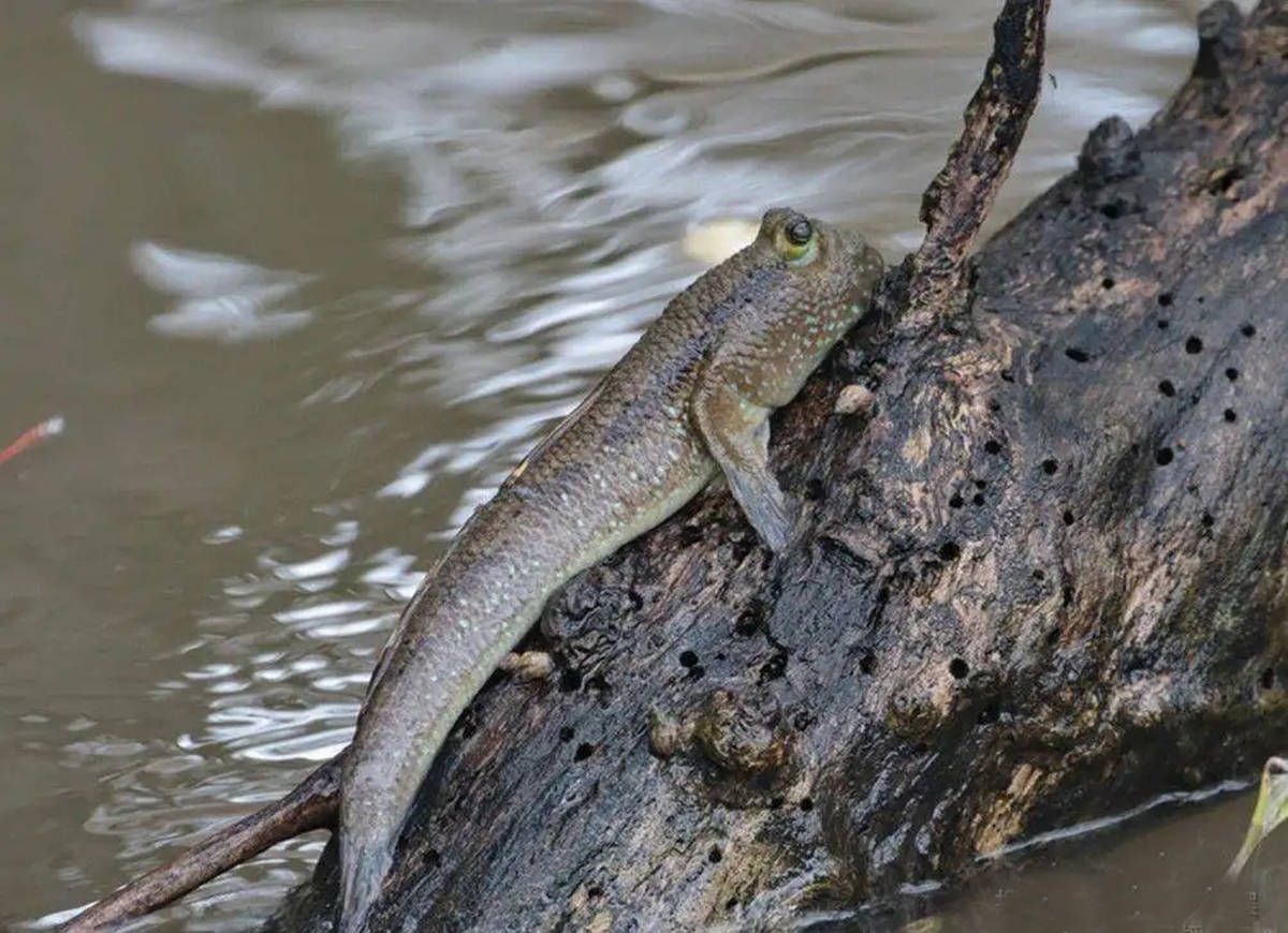 怒目如蛙,背翅如旗,能上树的跳跳鱼,为啥成为无数老饕的心头好_弹涂鱼