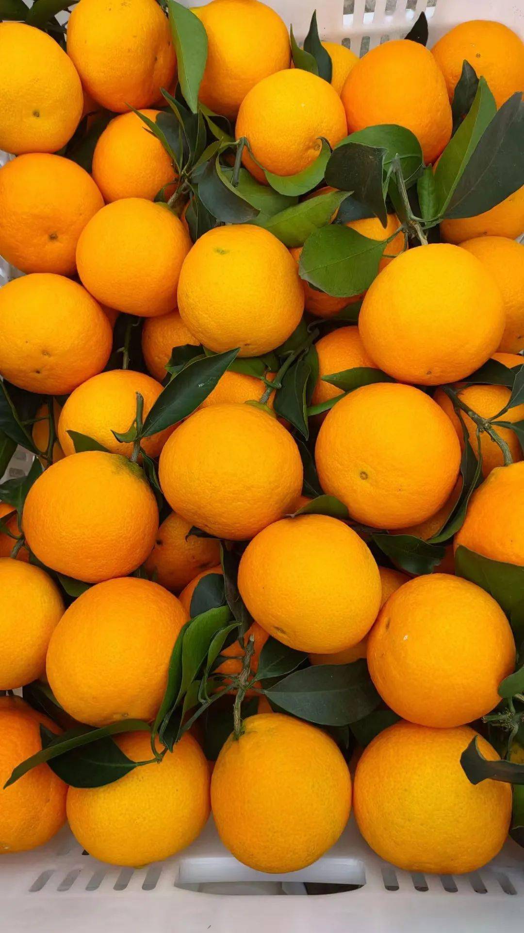 四川丹棱爱媛38号果冻橙!京东快递!果园直达!75-80mm的大果规格!