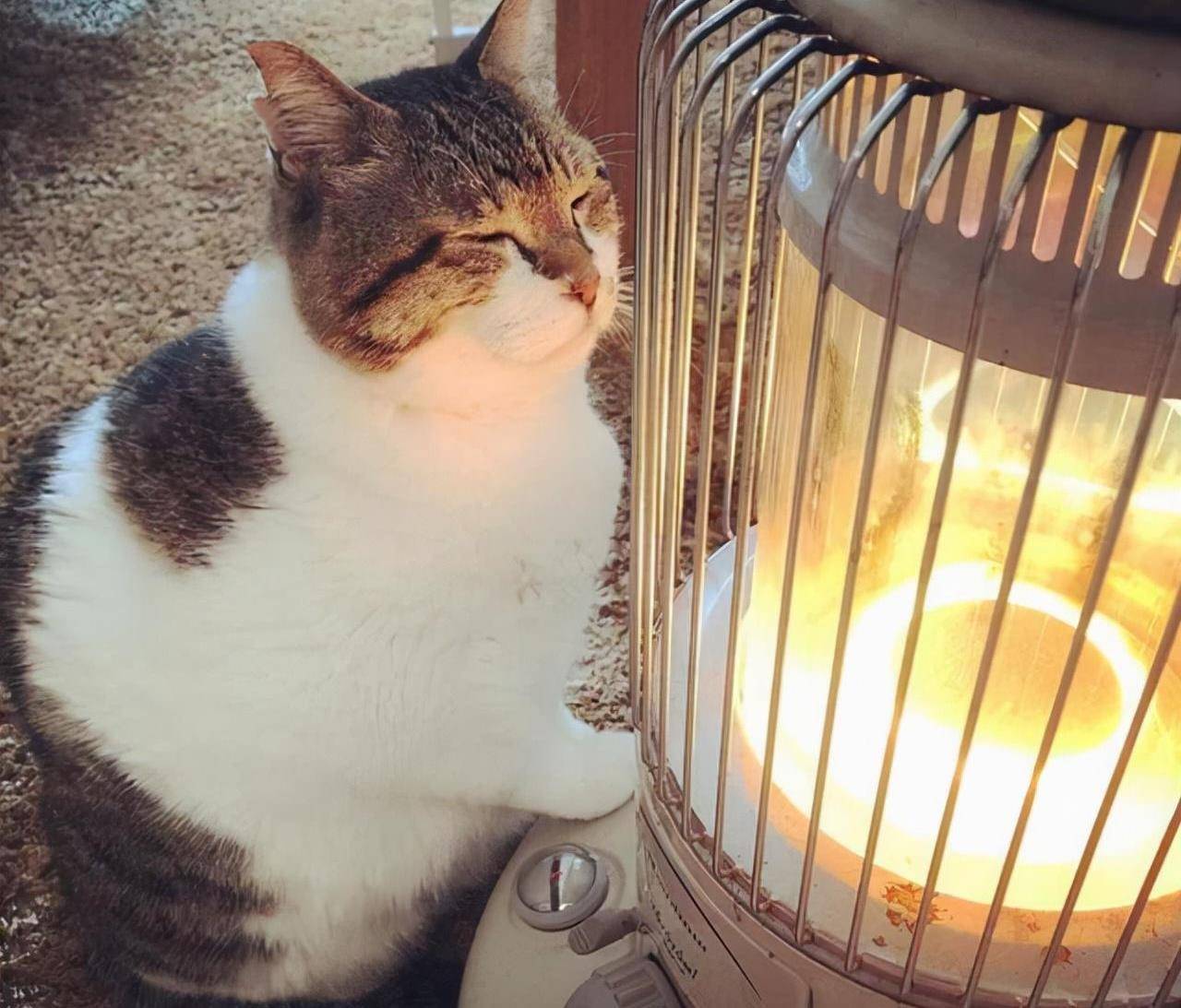 猫咪烤火取暖,烧到冒烟纹丝不动,铲屎官别再哈哈哈了_处理_取暖器