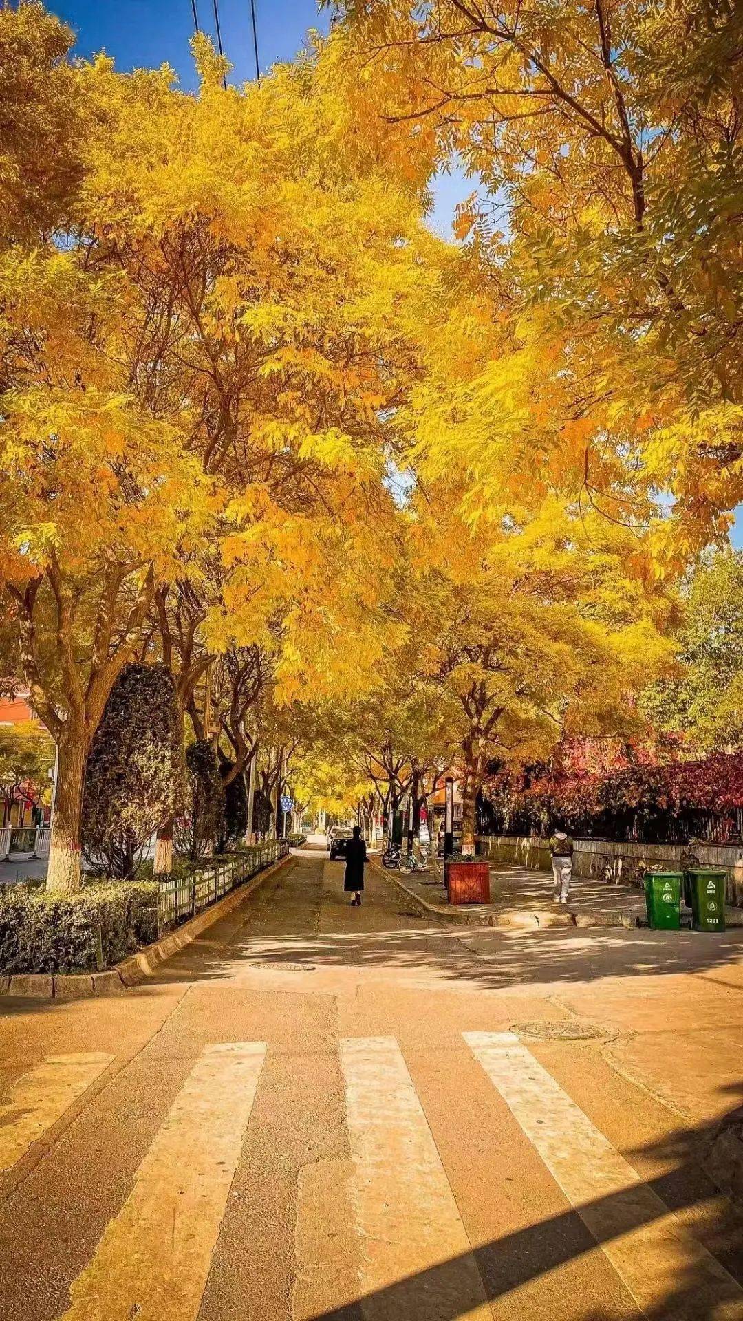 晚秋,"朋友圈"里的临洮街景!美不胜收~_落叶_街道_小城