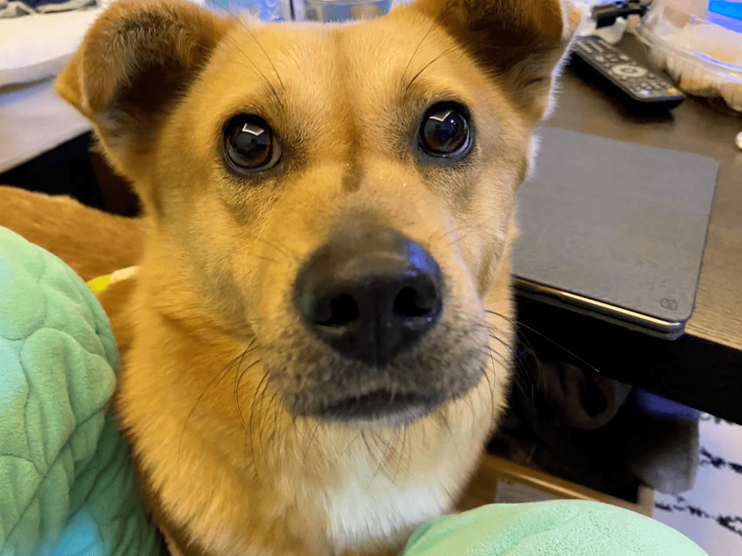 黄大财是只4岁的中华田园犬,帅气男宝,日常最喜欢和铲屎官一起出去玩