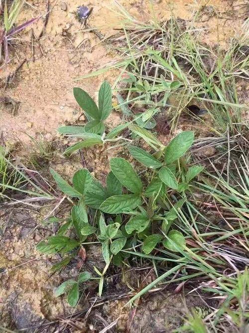 毛青杠草药图片根图片