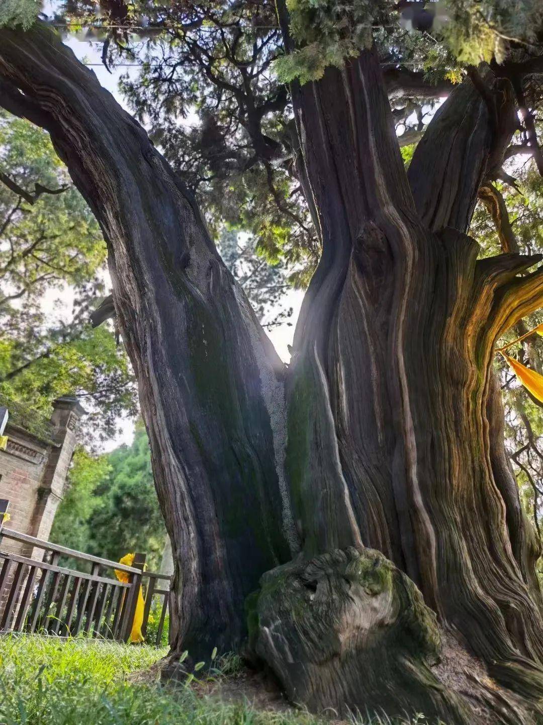 仓颉庙48棵古柏有了"身份证"_名木_普查_保护