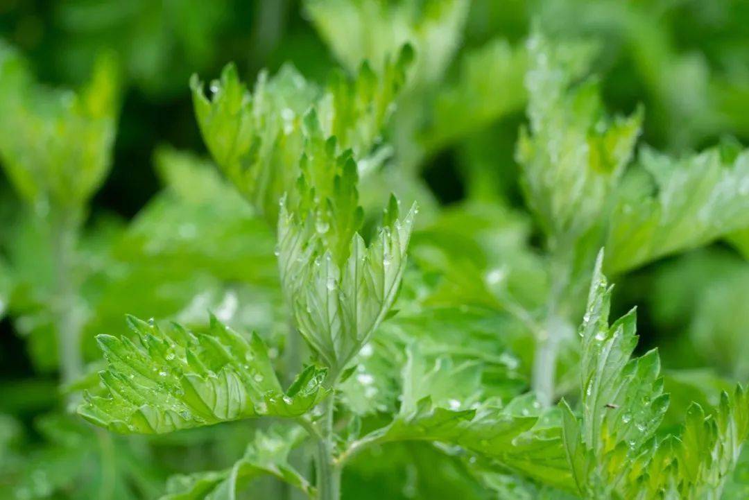 据《本草纲目》载:"艾叶取太阳真火,回垂绝元阳.