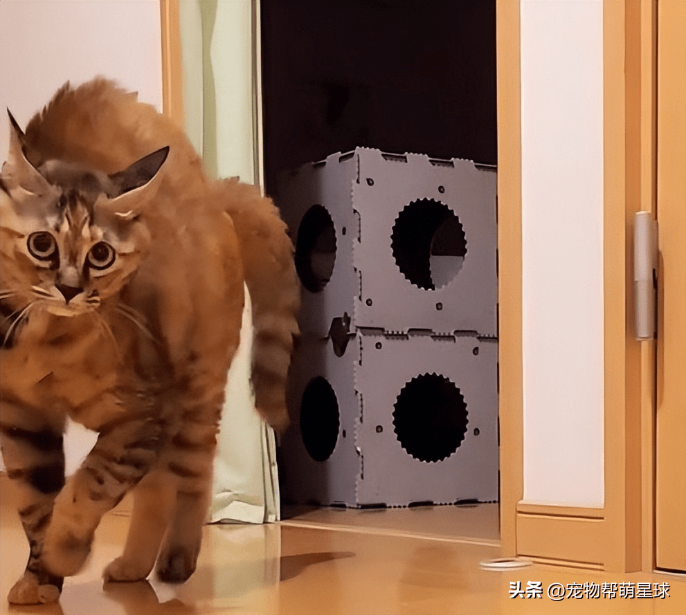 猫咪一遇逗猫棒就"变身",炸毛拱背,气场全开