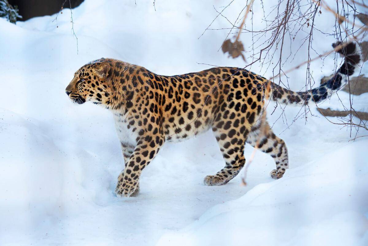 吉林延边出现东北豹,比东北虎还要稀少,全球仅存40只_数量_豹子_农户