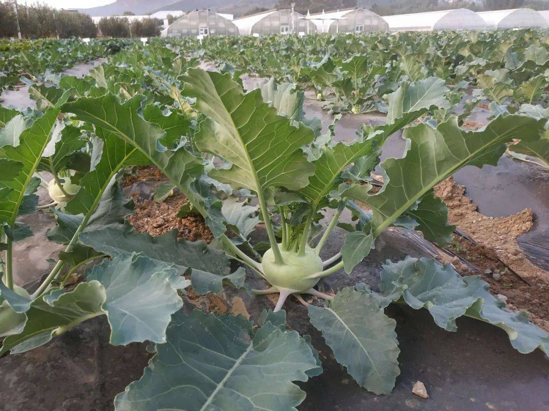 堪称"维c之王",长得像萝卜,适合生吃,尤其腌酱菜非常美味_苤蓝_蔬菜