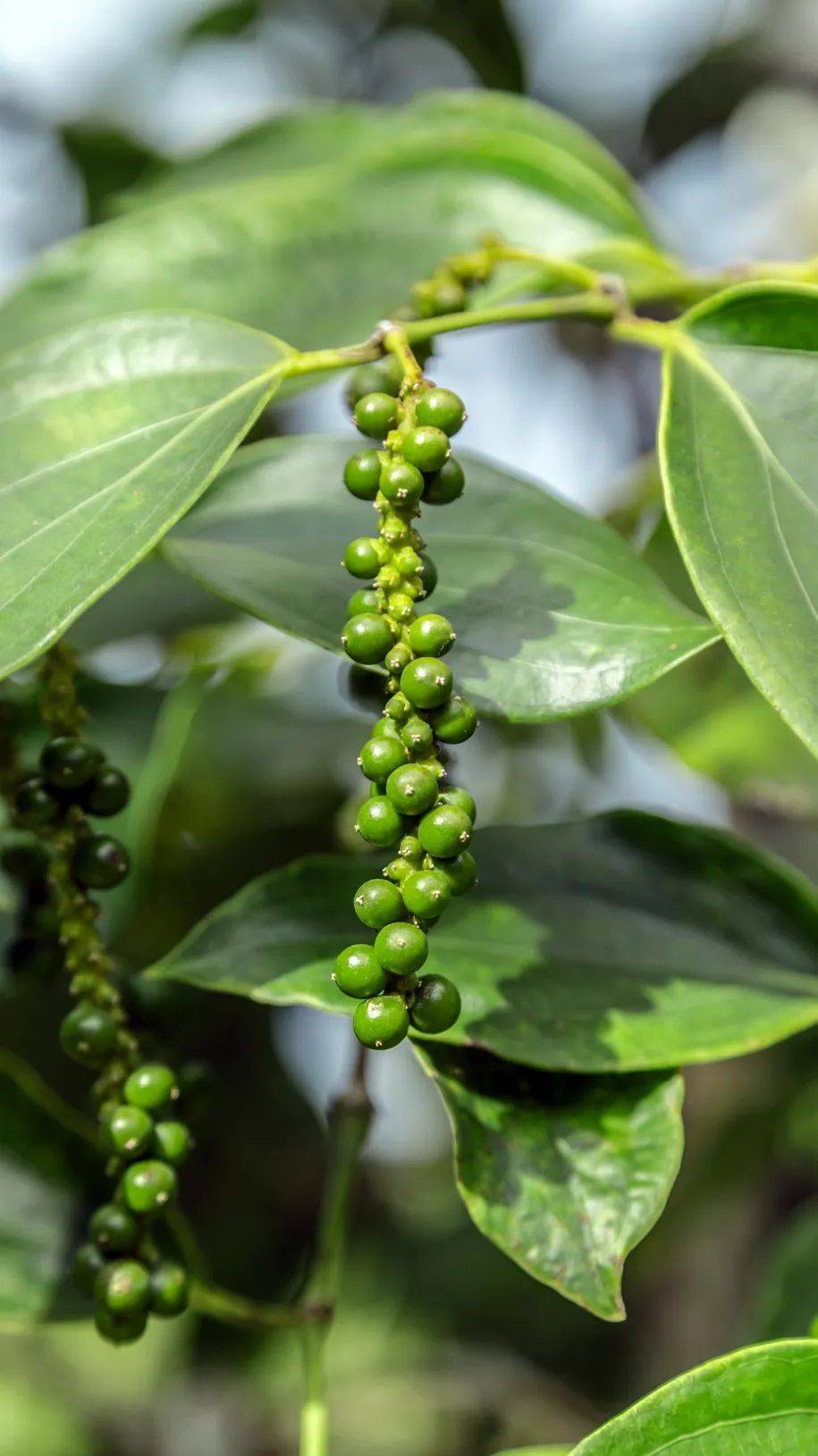 植物科属:胡椒科胡椒属学名:piper nigrum名称:black peper精油档案黑