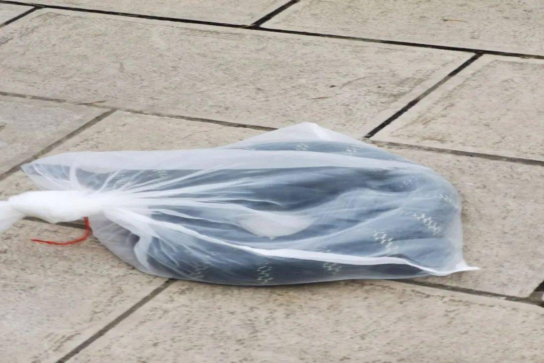 汗毛直立!云南:比成人手臂还粗,长2米,重3公斤的眼镜王蛇私闯名宅!