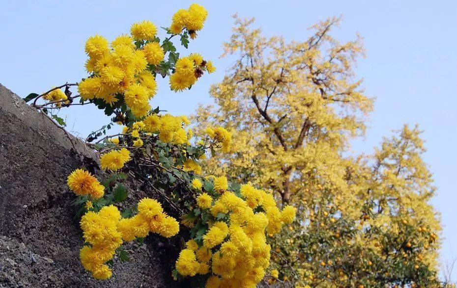 “扫黄季”‖11.10行摄富阳杨家村古银杏林，探小巧山奇迹