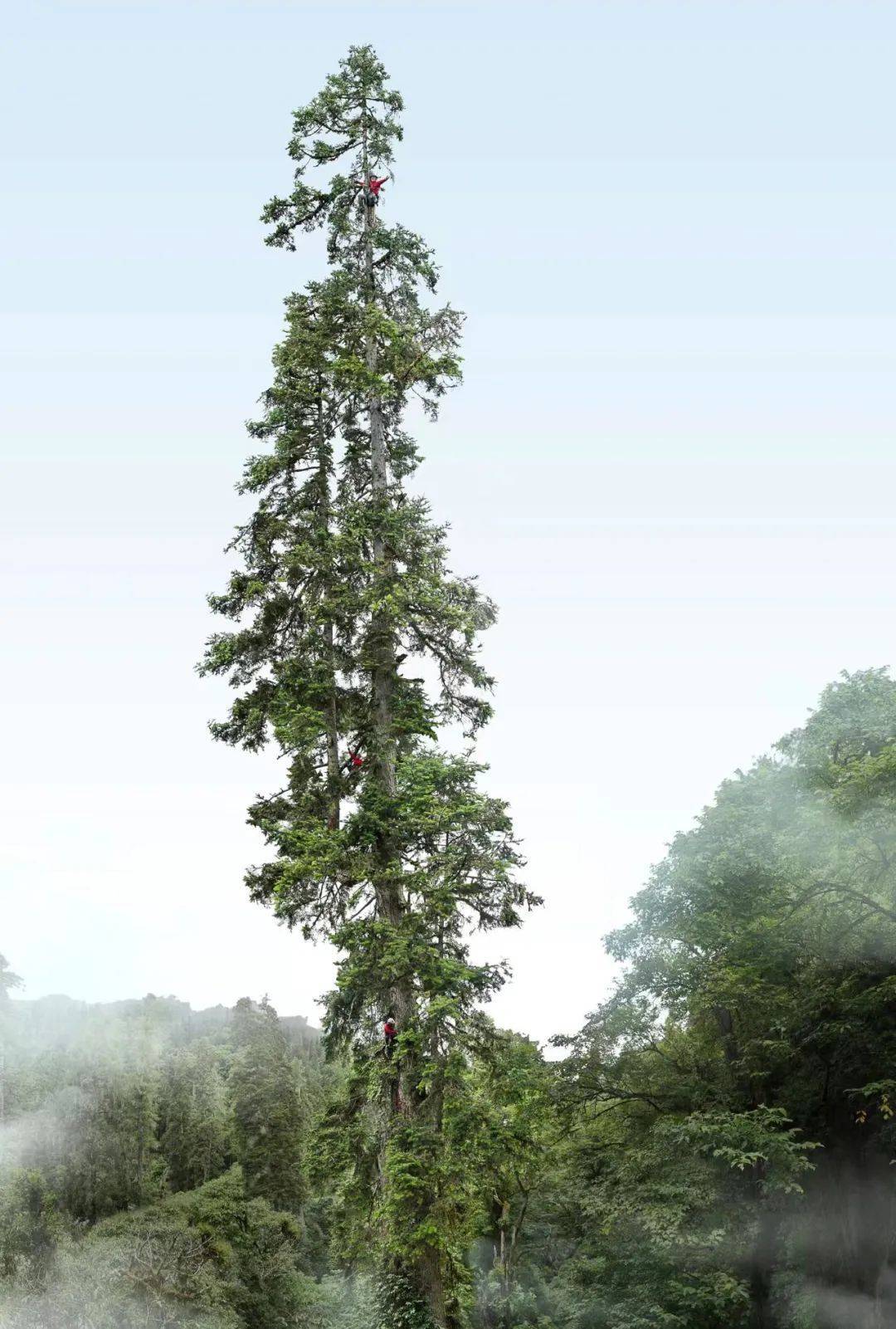 日上午,中国第一高树刷了新纪录,一棵位于西藏察隅县的云南黄果冷杉
