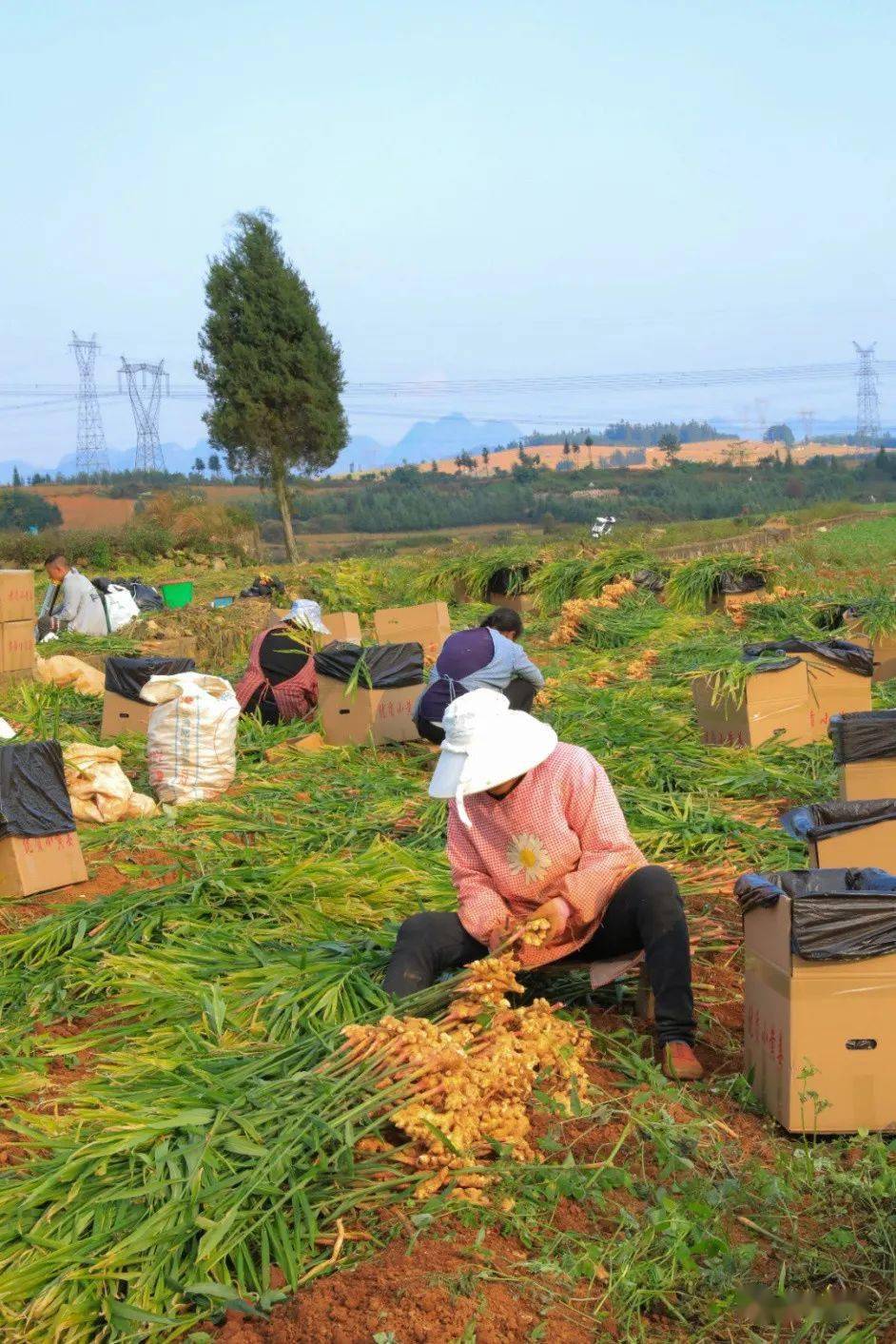 今天刚拍下来的!罗平23万亩小黄姜丰收场面._姜农_身影_村民