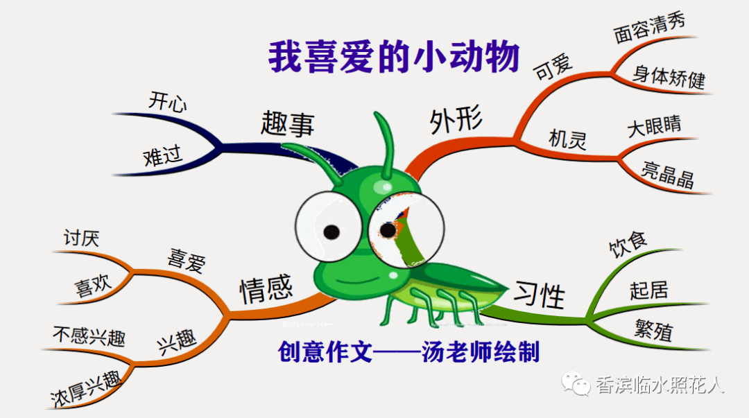 鸟类思维导图简单图片