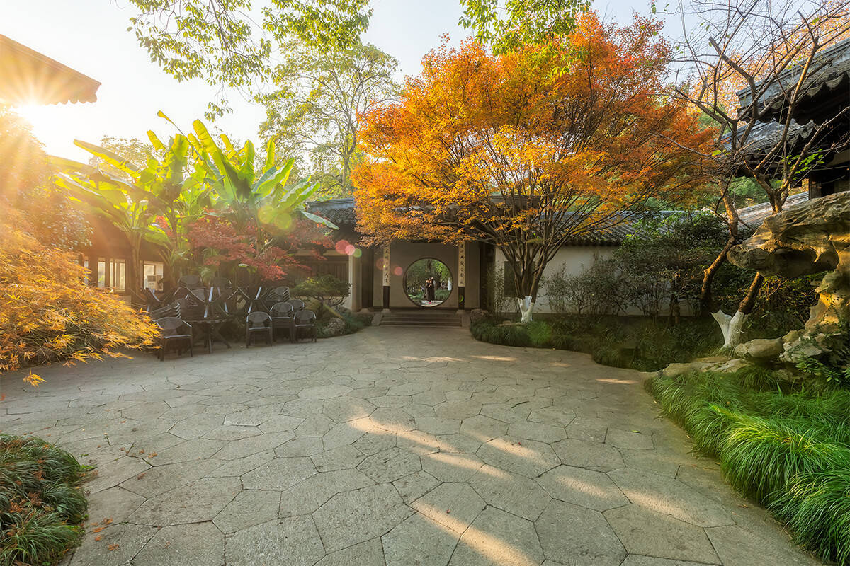 秋色未尽,庭前落叶梧桐,绽放着最后的清秋风情_小院_百花_南京