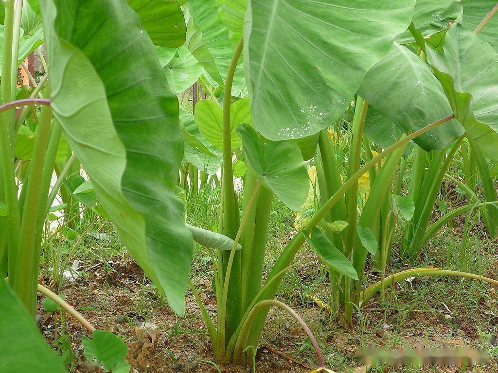讲一味芋头,大补虚劳,结节,增生,痈肿,便秘,牛皮癣