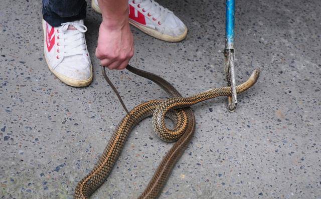 遇到蛇抓住尾巴一抖,蛇就瘫痪了?