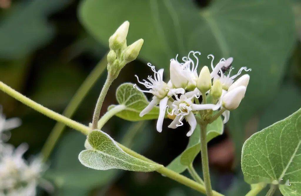 萝藦的小兄弟--鹅绒藤_种子_果实_植物