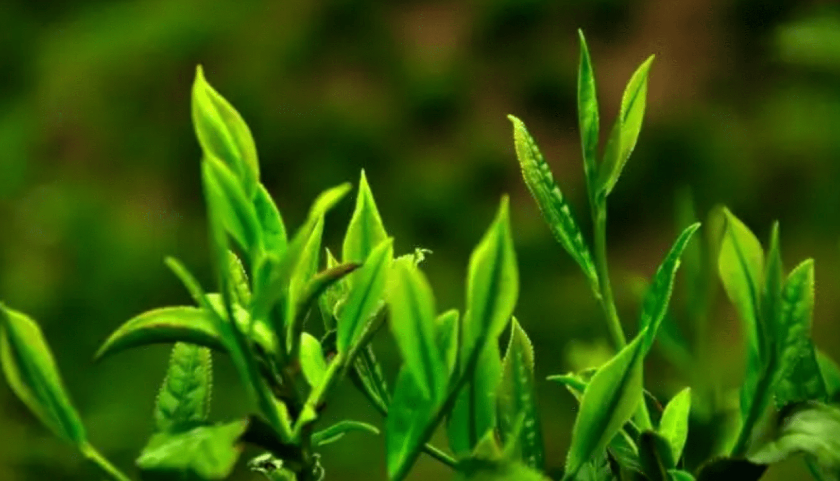 价格不到春茶一半的普洱秋茶，值得动手吗？有转化空间吗？