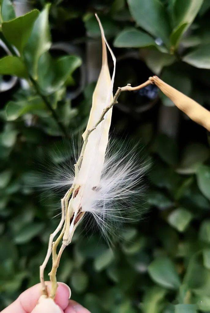 萝藦的小兄弟--鹅绒藤_种子_果实_植物