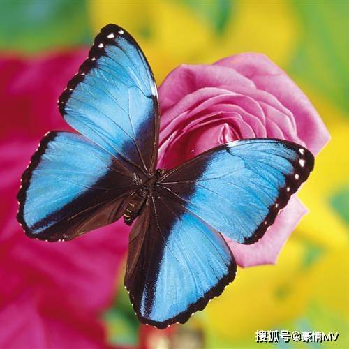 蝴蝶做微信头像的寓意图片