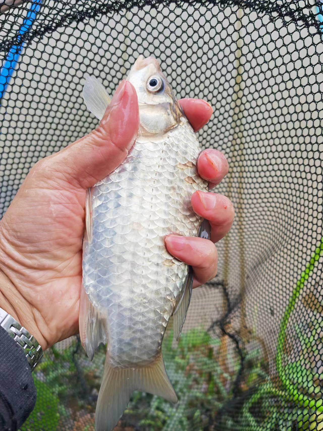 烟雨东江白鲫美,独钓横沙意未尽