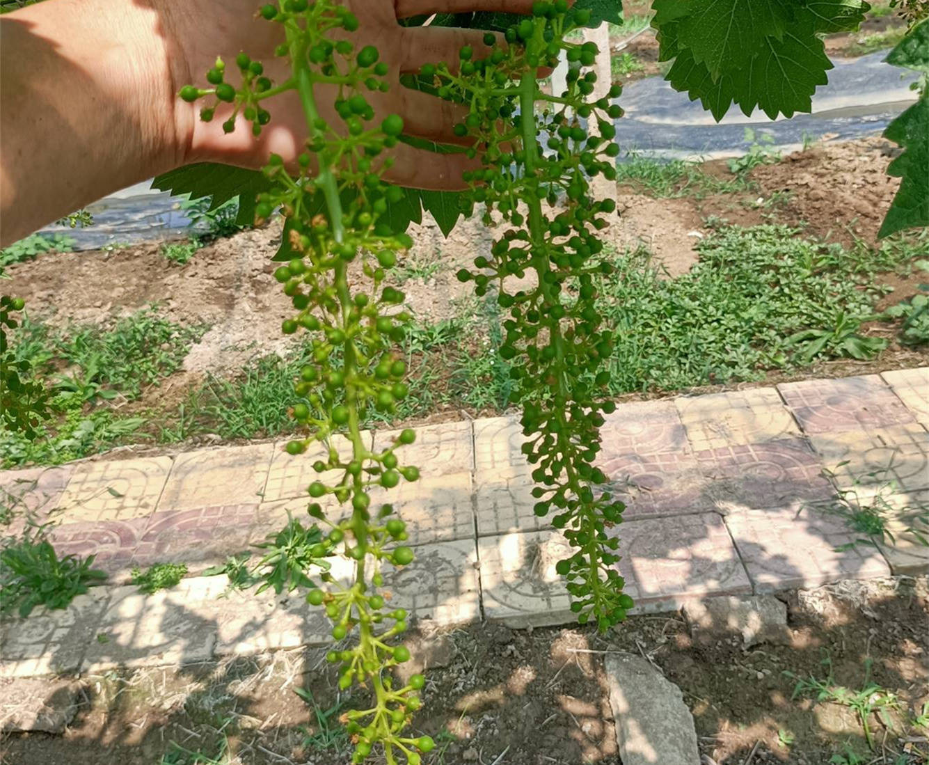 云南嫁接红提葡萄苗价格 栽植红提葡萄苗前景分析_种植_农业_发展