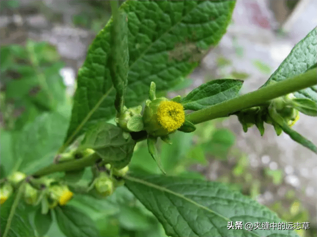 讲一味天名精，牙痛乳蛾喉痹、疔疮肤痒、蛇咬虫积、出血皆可选用