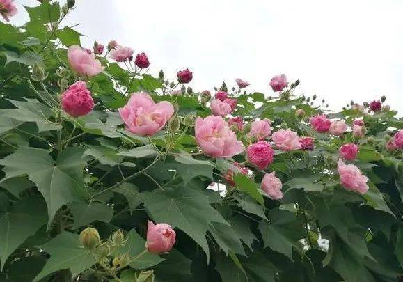 冬暖嘉州 | 芙蓉花开 点靓城市