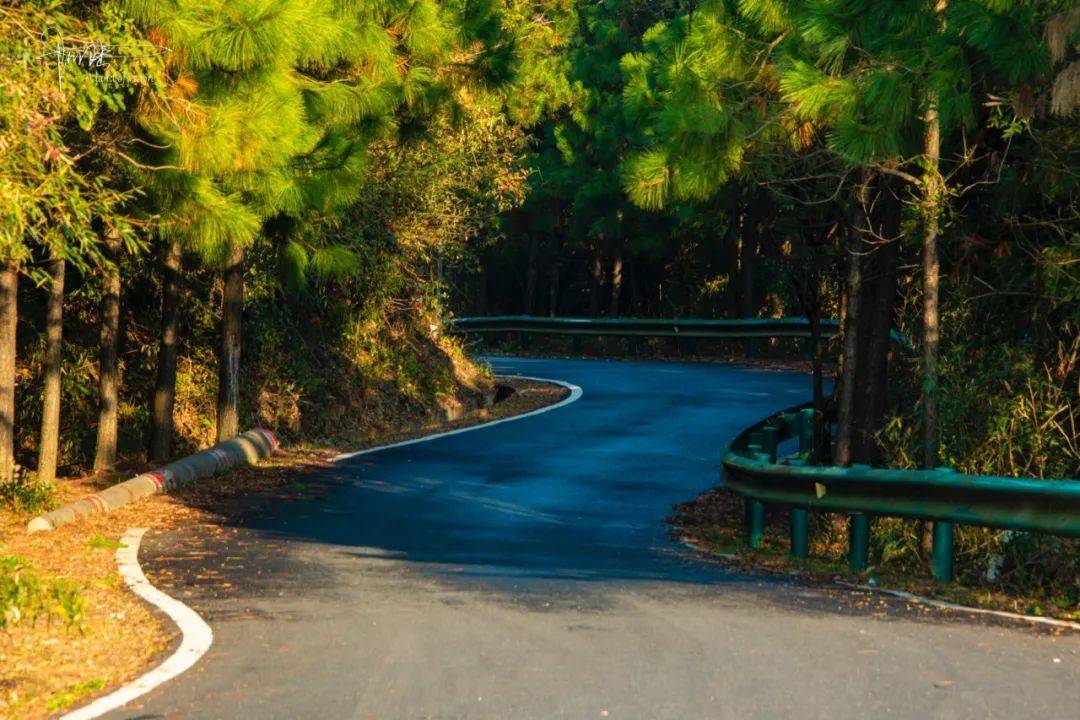 王位山有条落叶缤纷的盘山公路隐于树林和茶园间,人迹罕至_古道_路面