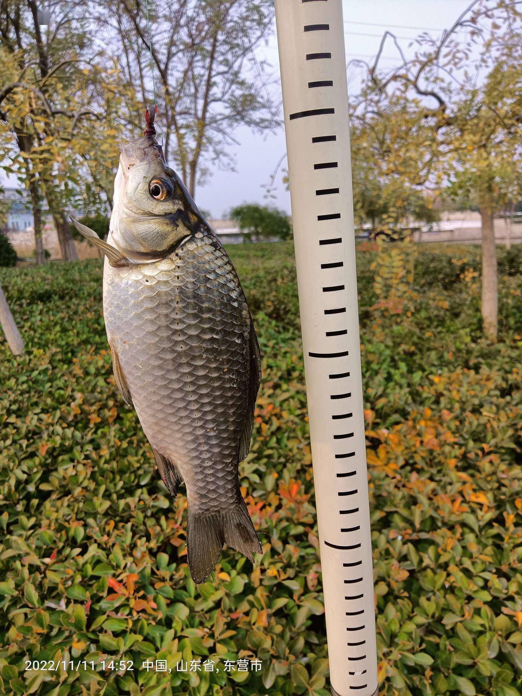 牛角窝子梅花钓大小板板14条