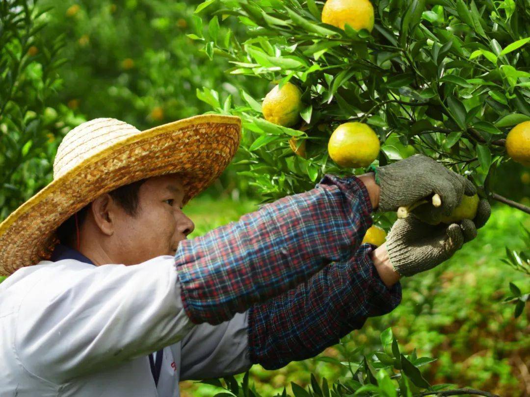 新会柑上市 台山果农采摘忙_陈皮_果园_柑树