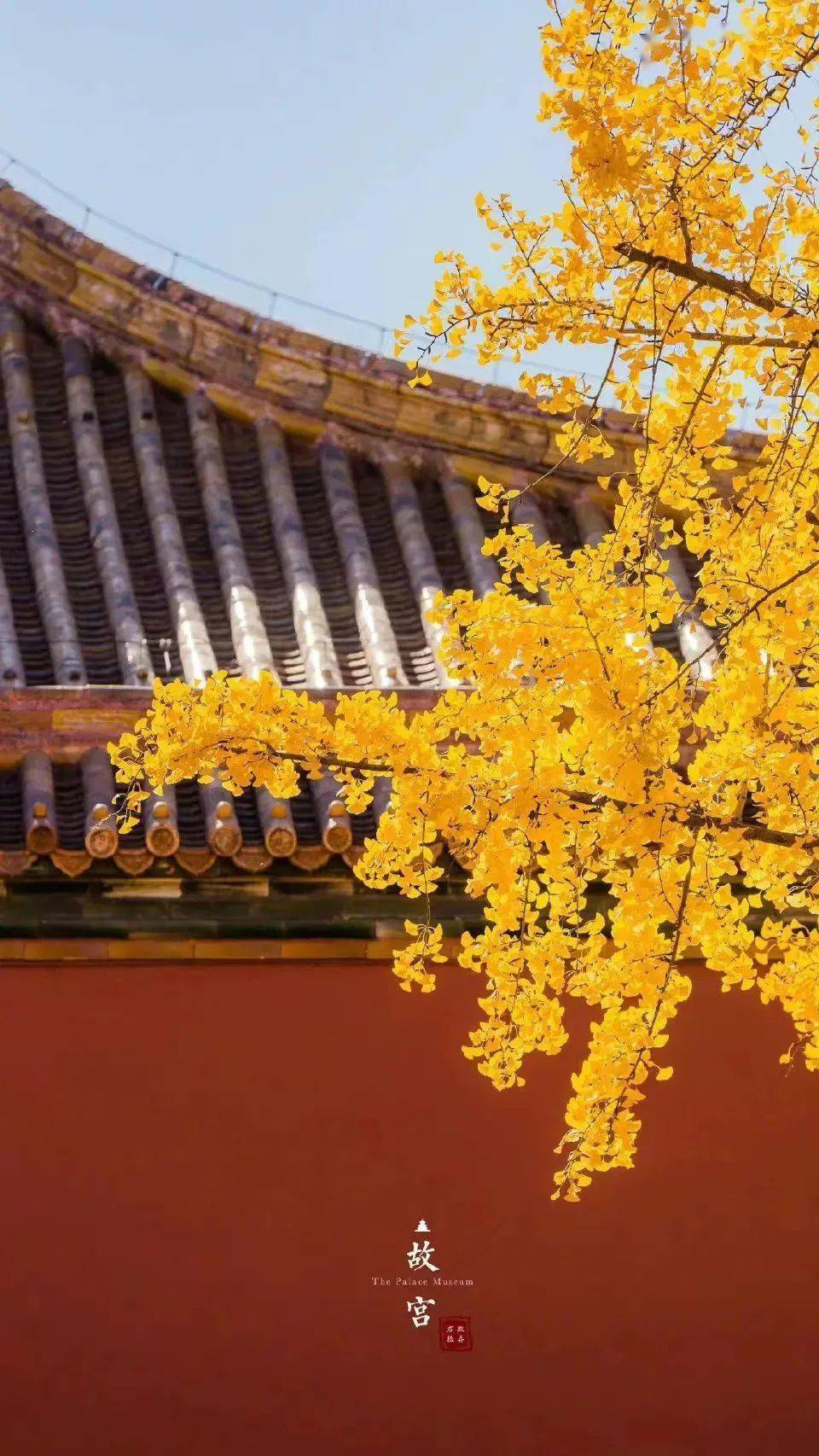 投稿丨故宫的银杏叶_格式_顺序_水印